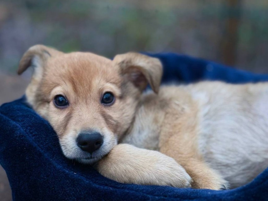Латте - собака в клубе «Звёздный Пёс»