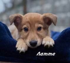 Латте - собака в клубе «Звёздный Пёс»