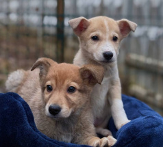 Латте - собака в клубе «Звёздный Пёс»