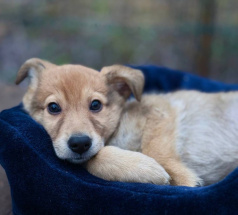 Латте - собака в клубе «Звёздный Пёс»