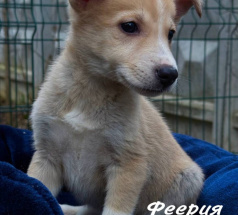 Феерия - собака в клубе «Звёздный Пёс»