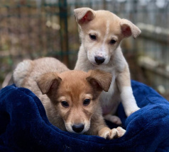 Феерия - собака в клубе «Звёздный Пёс»