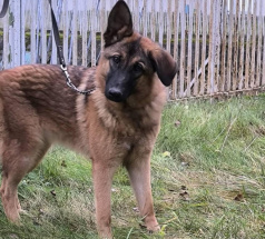 Канна - собака в клубе «Звёздный Пёс»