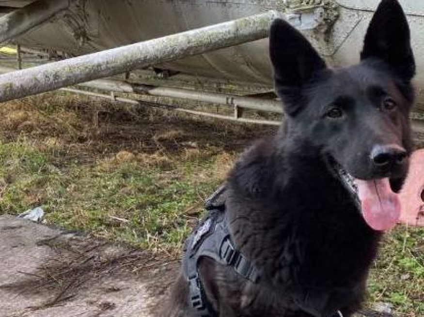 Яра - собака в клубе «Звёздный Пёс»