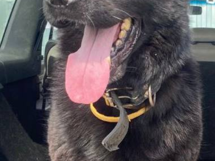 Яра - собака в клубе «Звёздный Пёс»