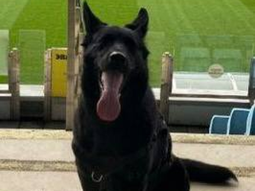 Яра - собака в клубе «Звёздный Пёс»