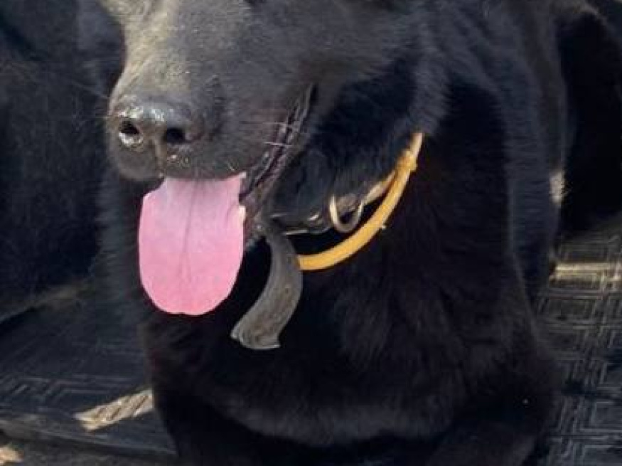 Яра - собака в клубе «Звёздный Пёс»