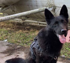 Яра - собака в клубе «Звёздный Пёс»