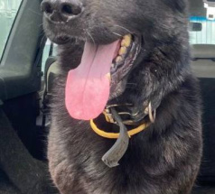 Яра - собака в клубе «Звёздный Пёс»