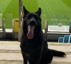 Яра - собака в клубе «Звёздный Пёс»