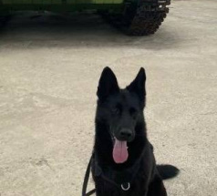 Яра - собака в клубе «Звёздный Пёс»