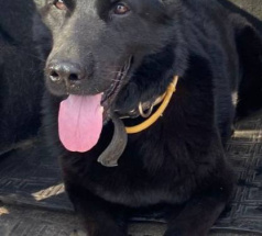 Яра - собака в клубе «Звёздный Пёс»