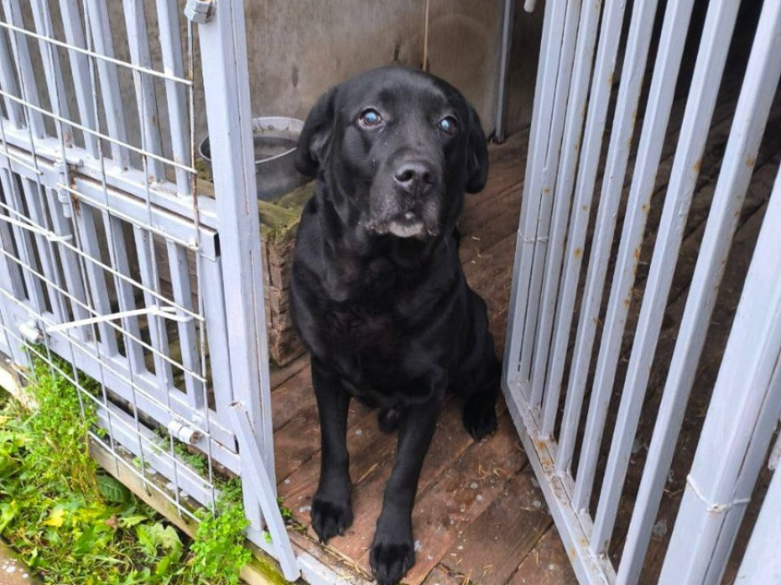 Ютуб - собака в клубе «Звёздный Пёс»