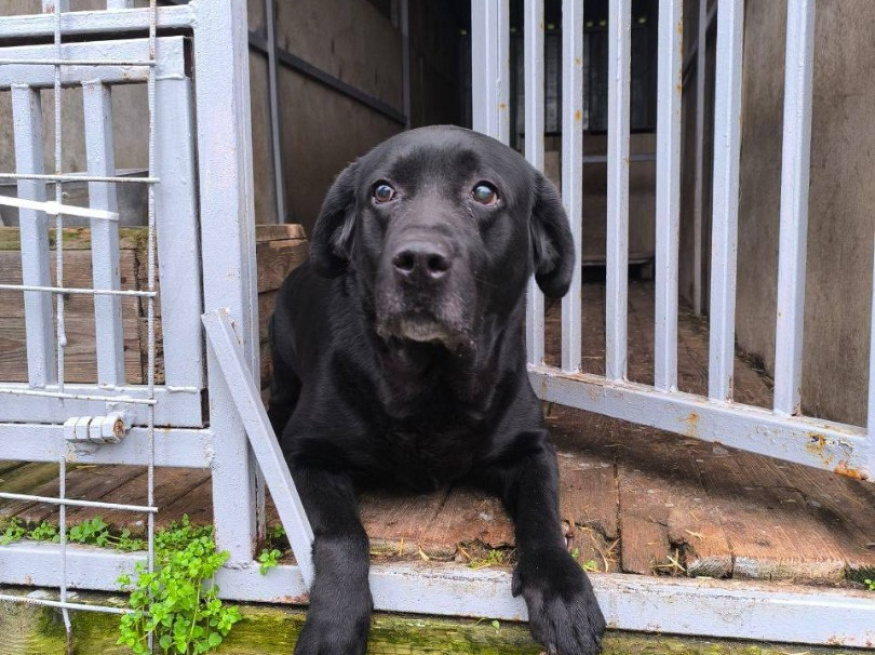 Ютуб - собака в клубе «Звёздный Пёс»