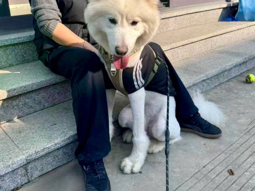 Оскар - собака в клубе «Звёздный Пёс»