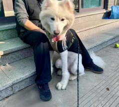 Оскар - собака в клубе «Звёздный Пёс»