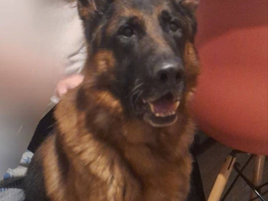 Вальтер - собака в клубе «Звёздный Пёс»