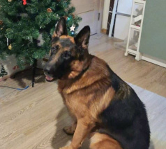 Вальтер - собака в клубе «Звёздный Пёс»