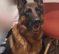 Вальтер - собака в клубе «Звёздный Пёс»