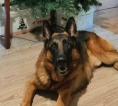 Вальтер - собака в клубе «Звёздный Пёс»