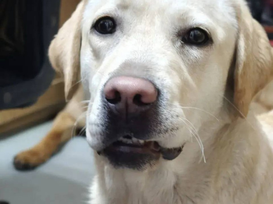 Веллари - собака-проводник в клубе «Звёздный Пёс»