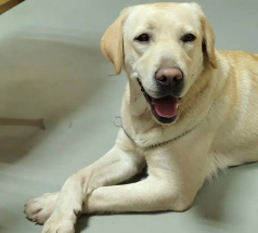 Веллари - собака-проводник в клубе «Звёздный Пёс»