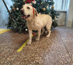 Веллари - собака-проводник в клубе «Звёздный Пёс»