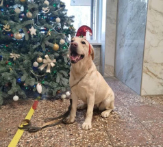 Веллари - собака-проводник в клубе «Звёздный Пёс»