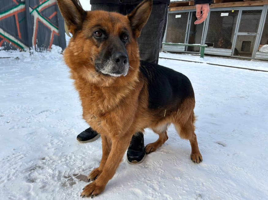 Вента - патрульно-розыскная собака в клубе «Звёздный Пёс»