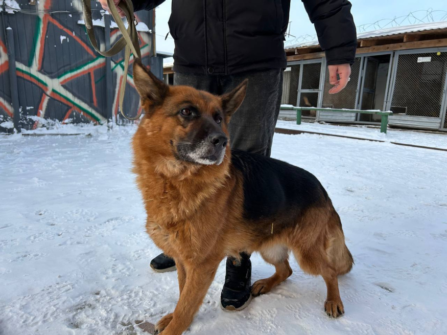 Вента - патрульно-розыскная собака в клубе «Звёздный Пёс»