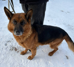 Вента - патрульно-розыскная собака в клубе «Звёздный Пёс»