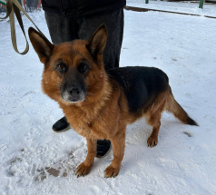 Вента - патрульно-розыскная собака в клубе «Звёздный Пёс»