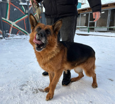 Вента - патрульно-розыскная собака в клубе «Звёздный Пёс»