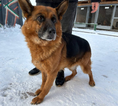 Вента - патрульно-розыскная собака в клубе «Звёздный Пёс»
