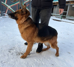 Вента - патрульно-розыскная собака в клубе «Звёздный Пёс»