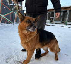 Вента - патрульно-розыскная собака в клубе «Звёздный Пёс»