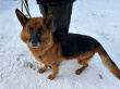 Вента - патрульно-розыскная собака в клубе «Звёздный Пёс»