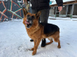 Вента - патрульно-розыскная собака в клубе «Звёздный Пёс»