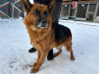 Вента - патрульно-розыскная собака в клубе «Звёздный Пёс»