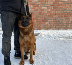 Ангел - розыскная собака в клубе «Звёздный Пёс»