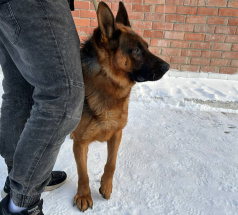 Ангел - розыскная собака в клубе «Звёздный Пёс»