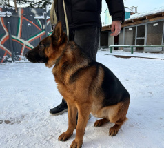 Ангел - розыскная собака в клубе «Звёздный Пёс»