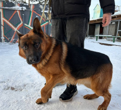 Ангел - розыскная собака в клубе «Звёздный Пёс»