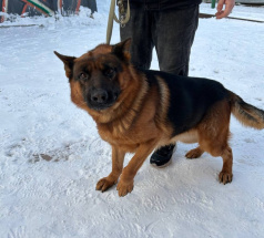 Ангел - розыскная собака в клубе «Звёздный Пёс»