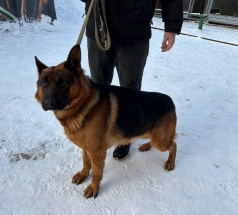 Ангел - розыскная собака в клубе «Звёздный Пёс»