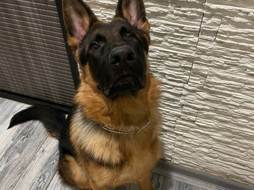 Джонни - собака в клубе «Звёздный Пёс»