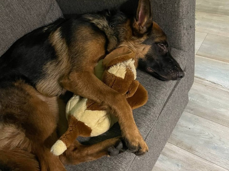 Джонни - собака в клубе «Звёздный Пёс»