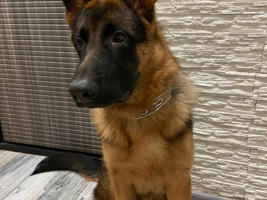 Джонни - собака в клубе «Звёздный Пёс»