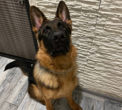 Джонни - собака в клубе «Звёздный Пёс»