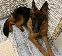 Джонни - собака в клубе «Звёздный Пёс»